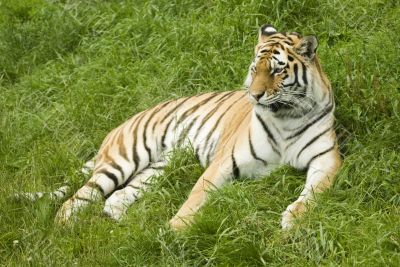 Amur Tiger