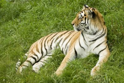 Amur Tiger