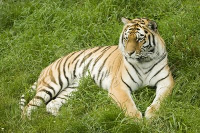 Amur Tiger