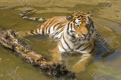 Amur Tiger