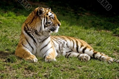 Amur Tiger