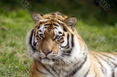 Amur Tiger