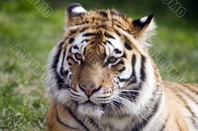 Amur Tiger