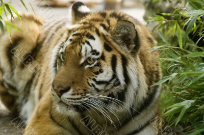 Amur Tiger
