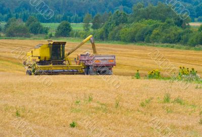 Harvesting time