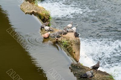 cascade. Pigeons.