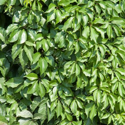 Green leaves
