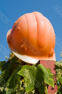 helmet