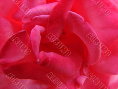 close up of a scarlet rose