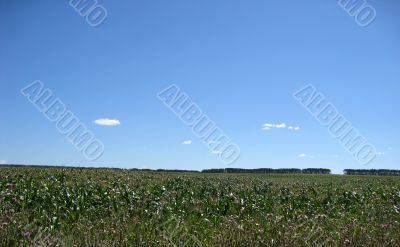 Field of maize