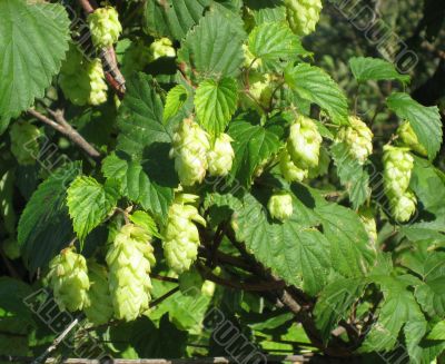Golden hop Golden hop