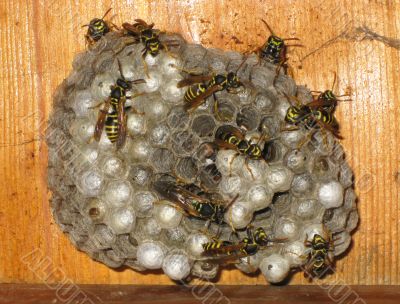 Hornet`s nest Hornet`s nest