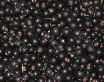 Black currant Black currant