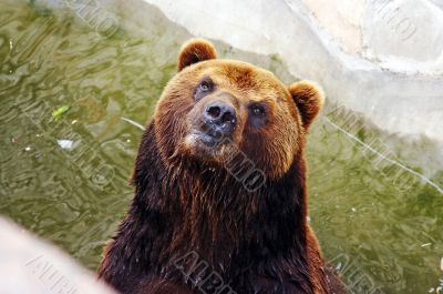 Brown bear in the zoo