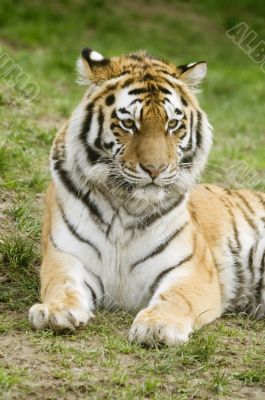 Amur Tiger