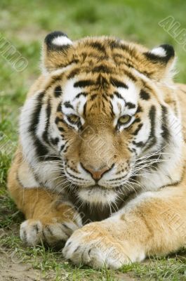 Amur Tiger
