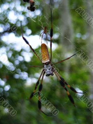 Golden Silk Spider