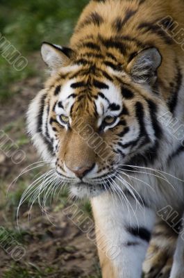 Amur Tiger