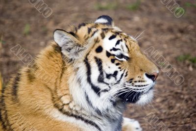 Amur Tiger