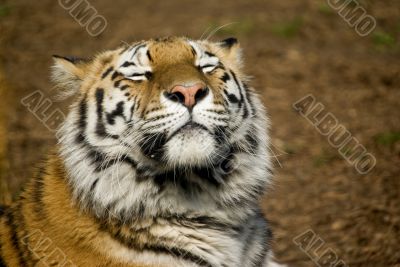 Amur Tiger