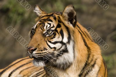 Amur Tiger