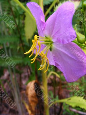 Virginia Meadow Beauty