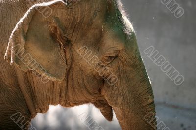Elephant head