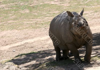 Rhino