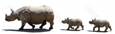 Rhino family isolated Rhino family isolated