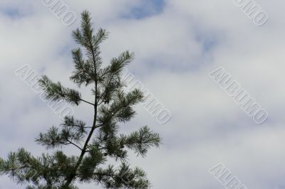 pine on the sky