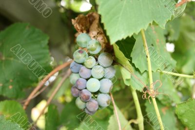 grapes starting to ripen