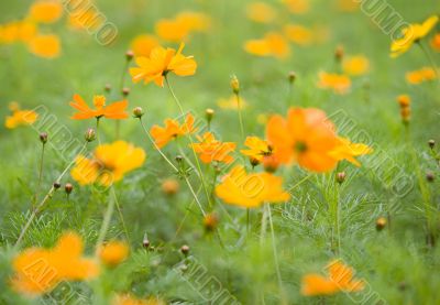Forest of Flowers