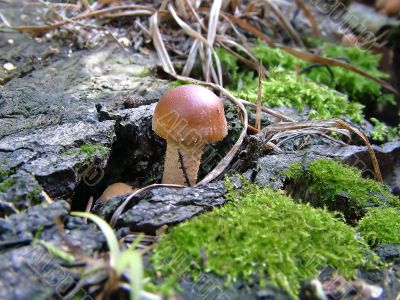 Fungus in the forest 3