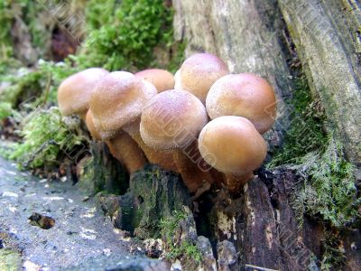 Fungus in the forest 1