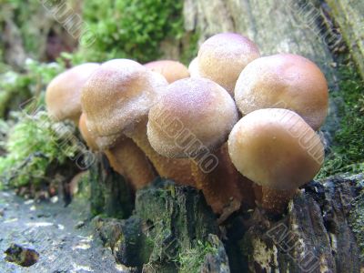 Fungus in the forest