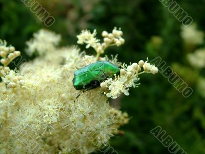 Beetle on the flower