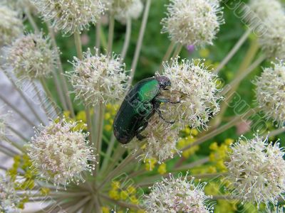Beetle on the flower 1