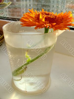 Flower in the container