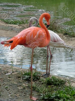 Flamingo