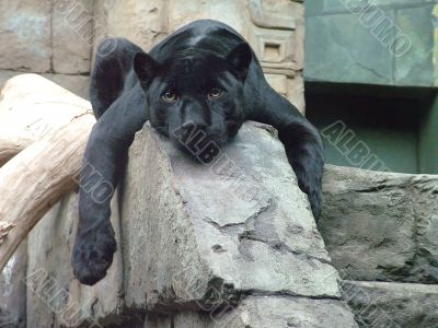 Bagira, the portrait