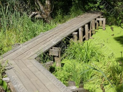 Gangway on by the swamp 1