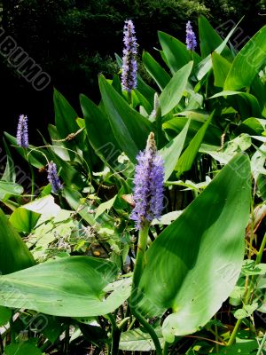 Pickerel Weed