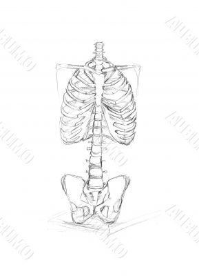 bones of upper limb, thoracic bones sketch