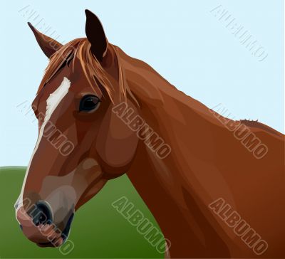 Horse portrait