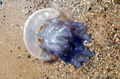  blue medusa on the sea-sand