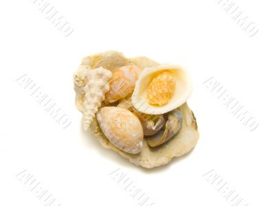 An isolated heap of unique shells An isolated heap of unique shells