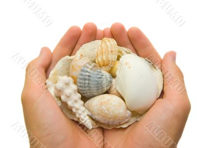 Unique shells