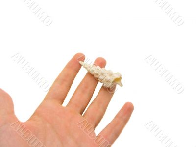 Unique shell Unique shell