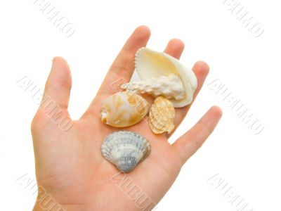 Unique shells Unique shells