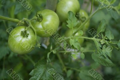 green tomatoes